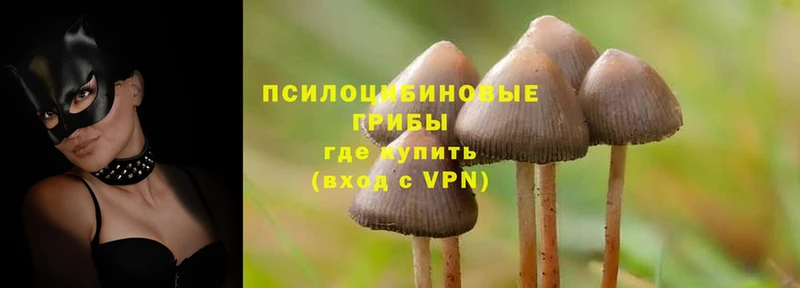 сколько стоит  Химки  мега онион  Псилоцибиновые грибы Psilocybe 